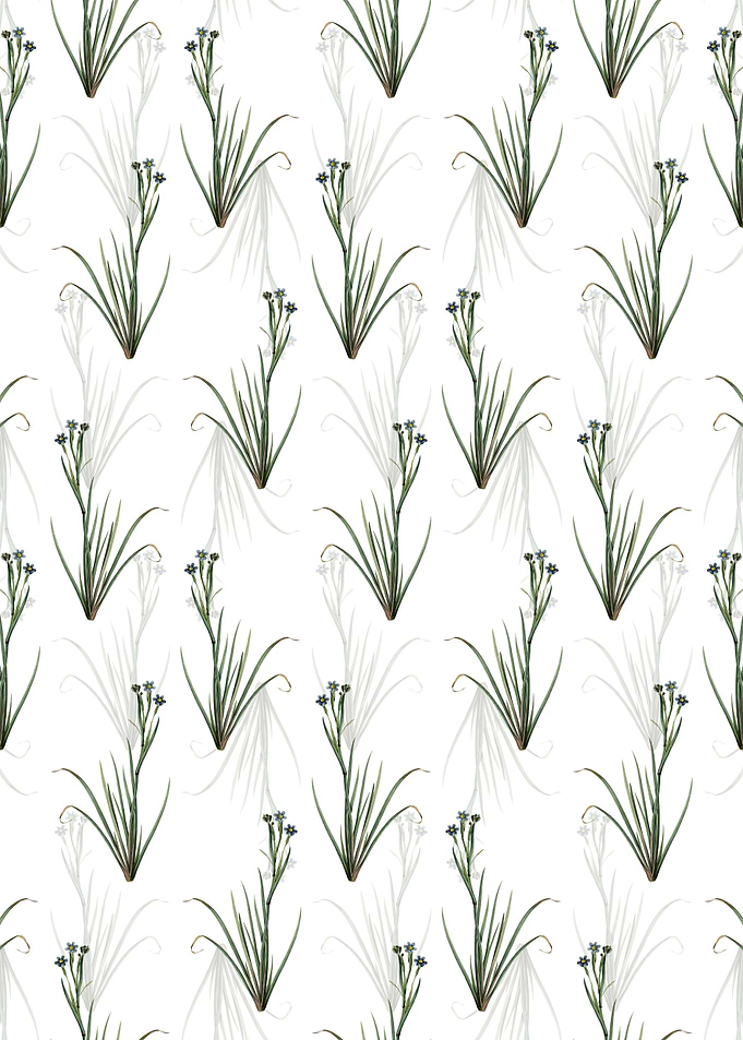 Floral Bermudiana Pattern