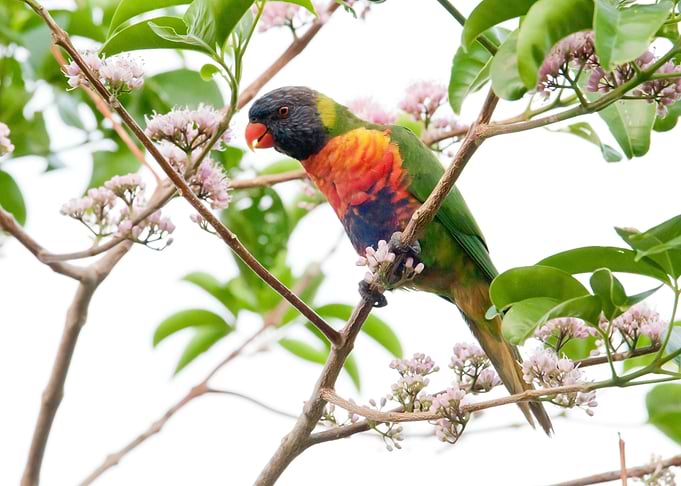 Rainbow Lorikeet
