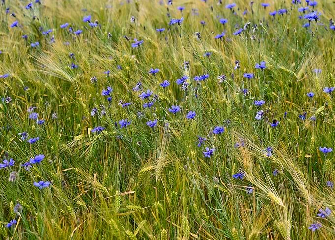 Cornflowers