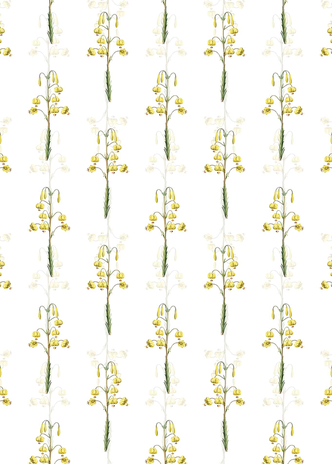 Lilium Pyrenaicum Pattern