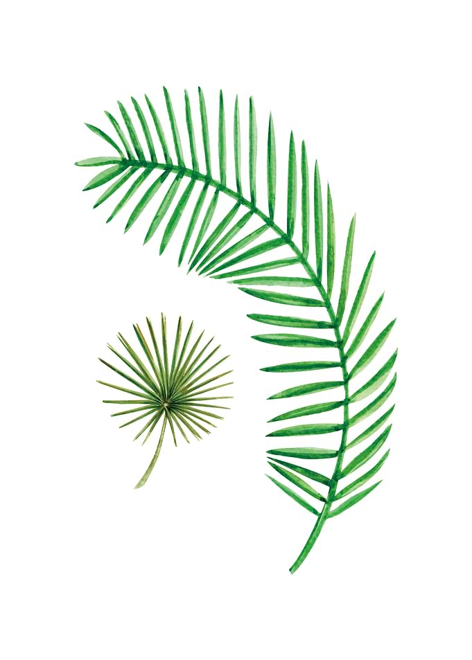monstera