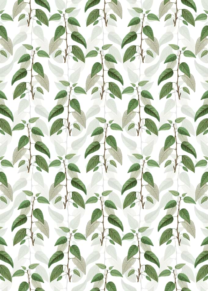 White Balsam Poplar Leaves