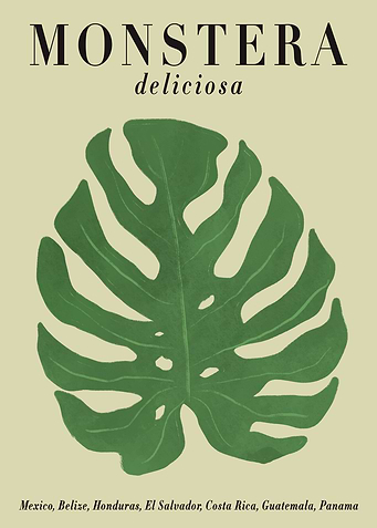 MONSTERA deliciosa