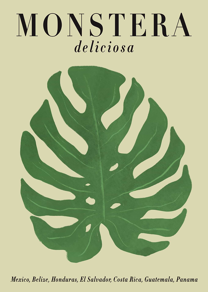 MONSTERA deliciosa