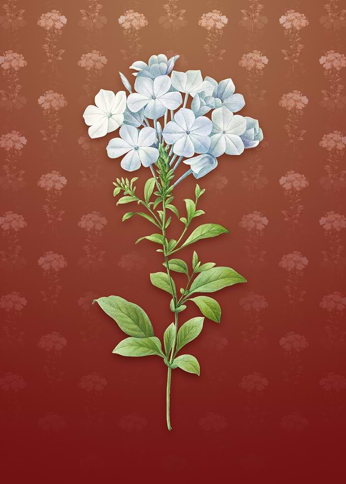 Vintage Plumbago Caerulea