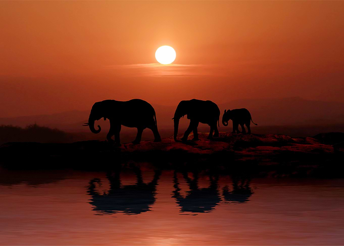 Elephant Animal Cute