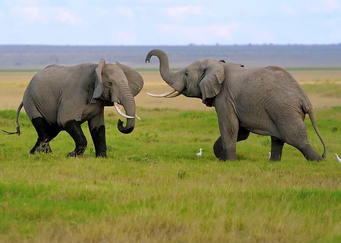 Elephant Animal Cute