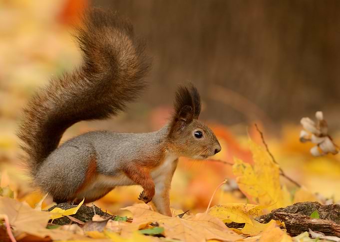 Squirre Animal
