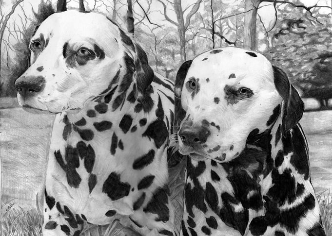 Dalmations