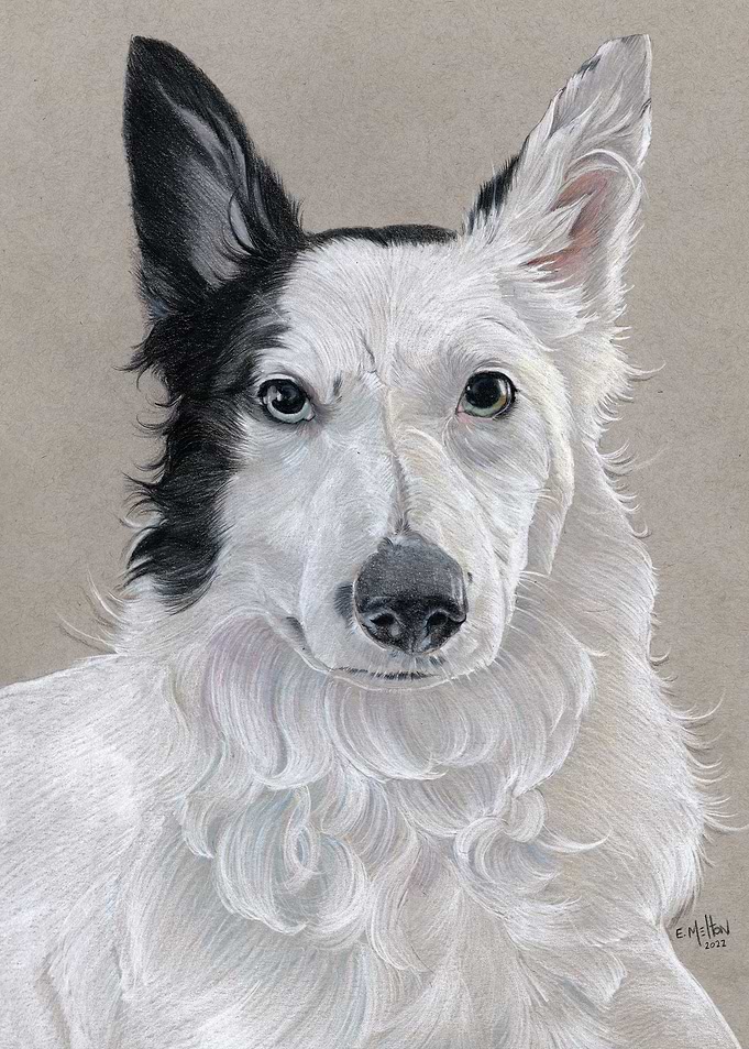 Border Collie Stare