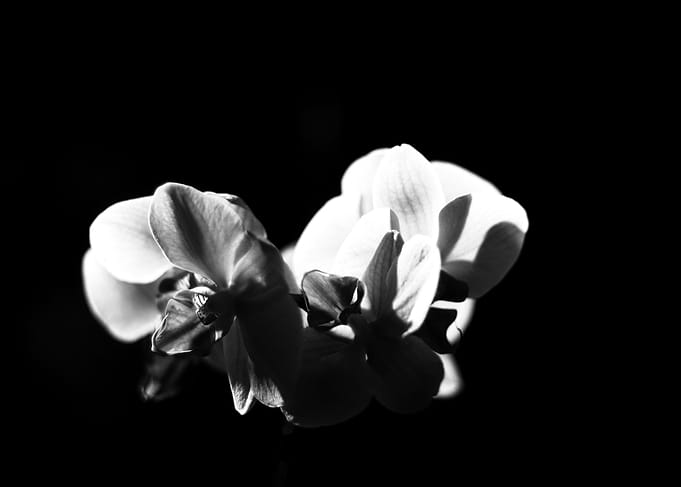 Orchids Black and White
