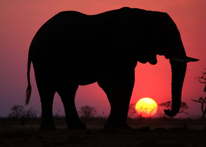 Elephant Animal Cute