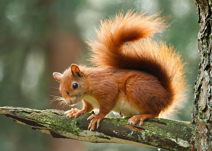 Squirre Animal