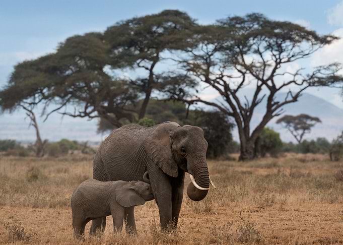 Elephant Animal Cute