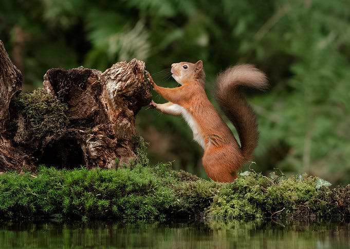 Squirre Animal