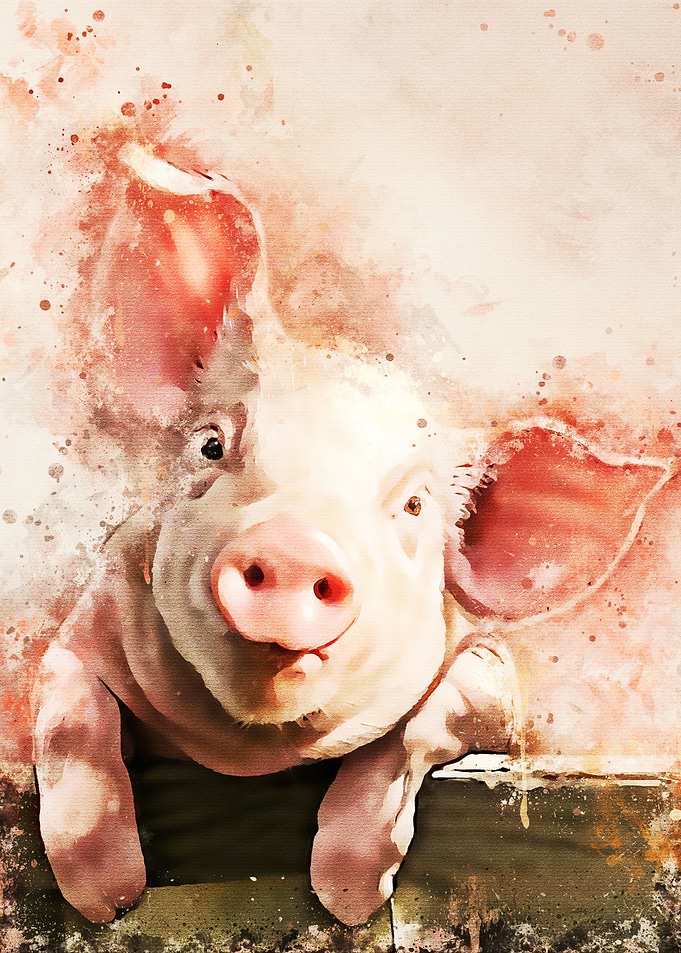 the Pig