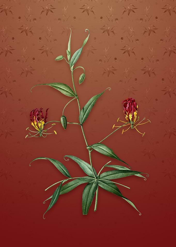 Flame Lily on Falu Red