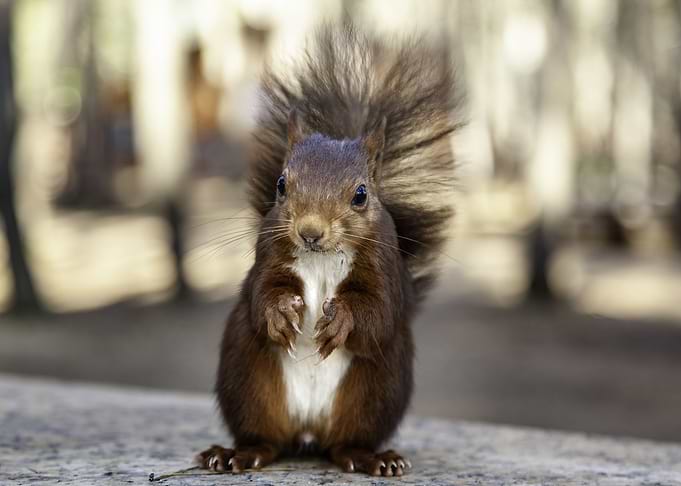 Squirre Animal