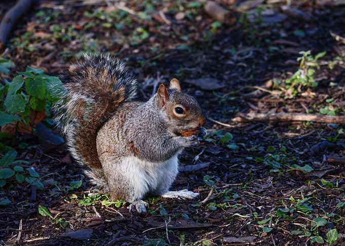 Squirre Animal