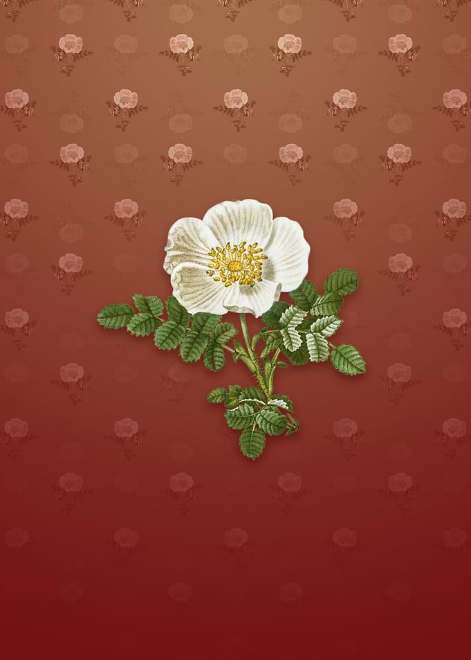 Vintage White Burnet Rose