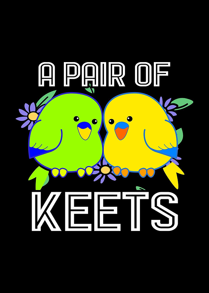 Budgie Couple Pair Bird