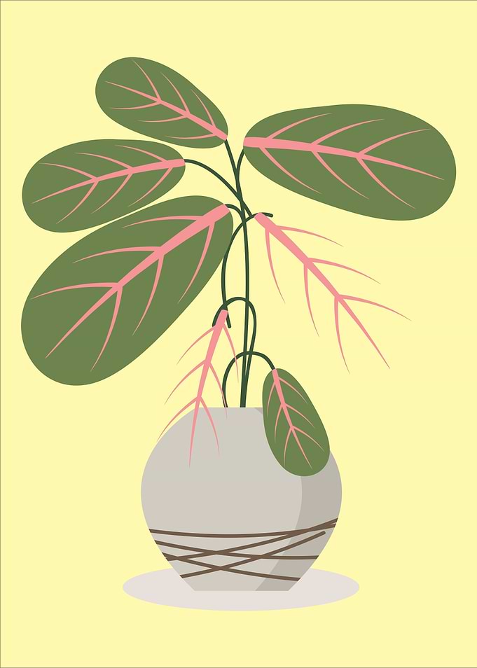 fruit