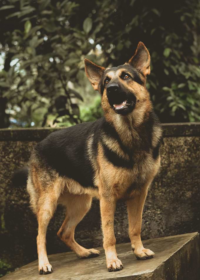 Animal