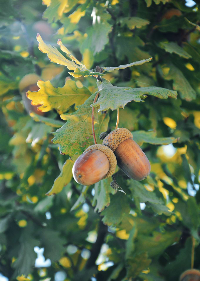 Nuts