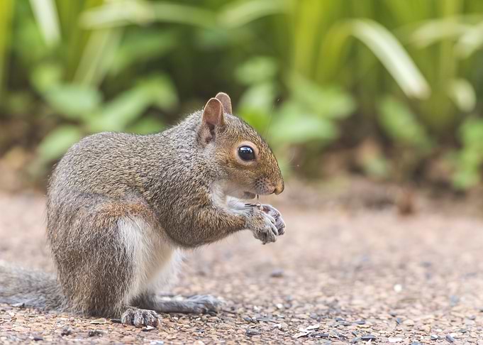 Squirre Animal