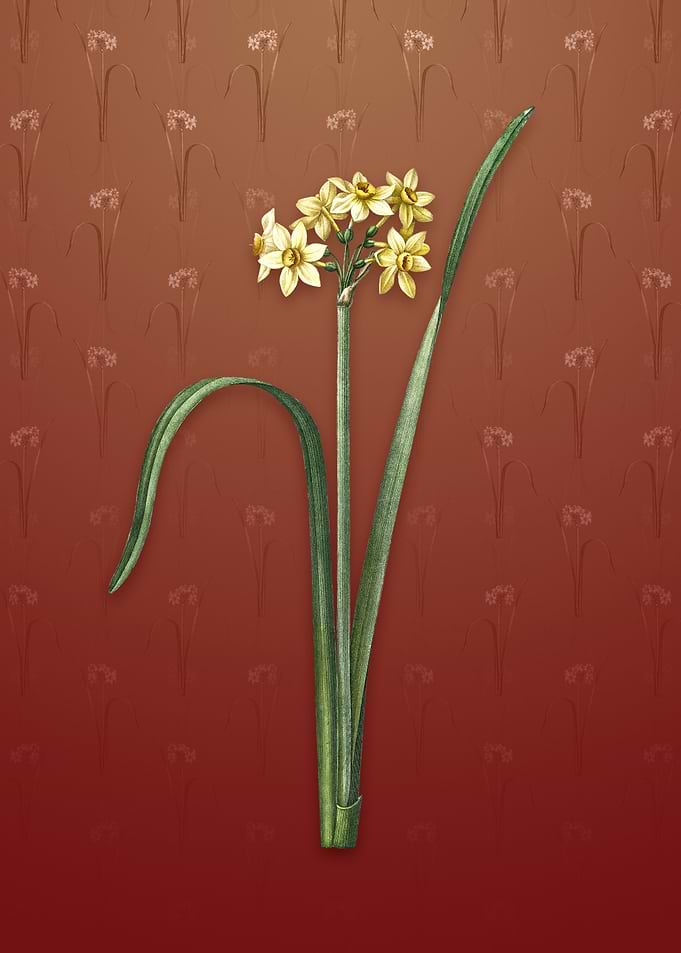 Cowslip Cupped Daffodil