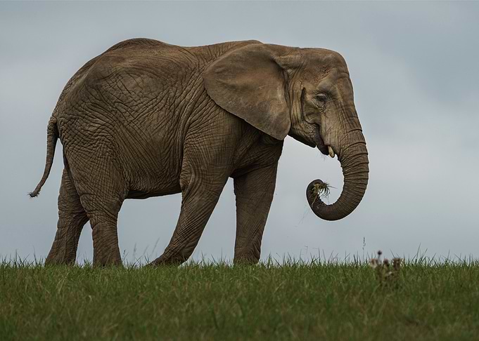 Elephant Animal Cute