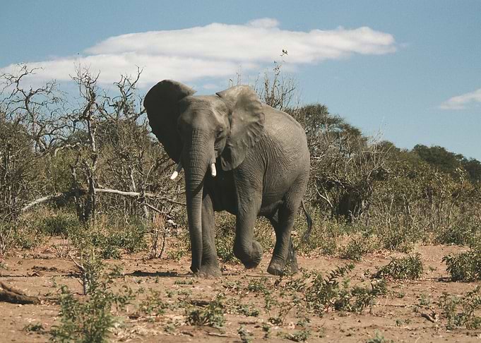 Elephant Animal Cute