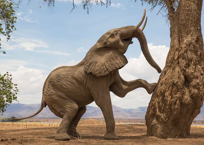 Elephant Animal Cute
