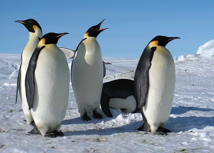 Penguins Animal Cute