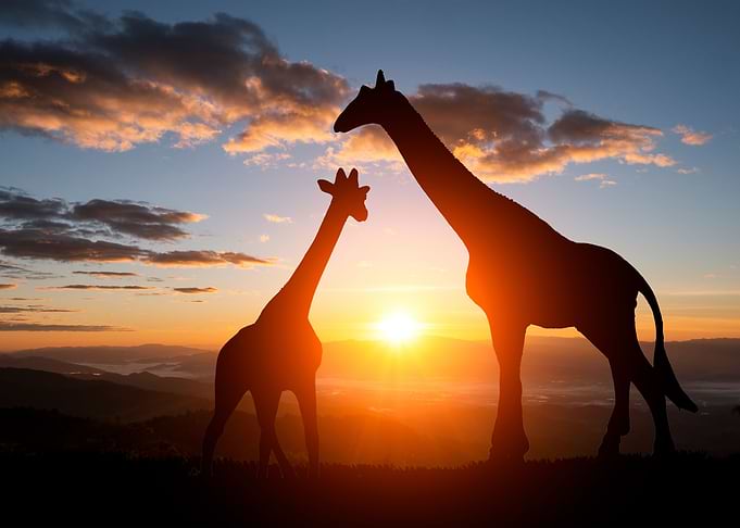Giraffes Animal Sunset