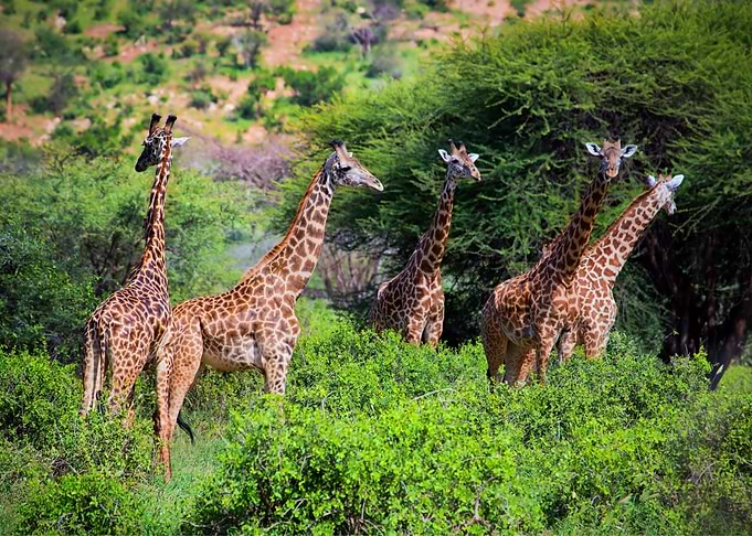 Giraffes Animal Cute
