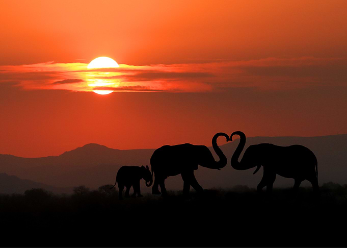 Elephants Animal Sunset