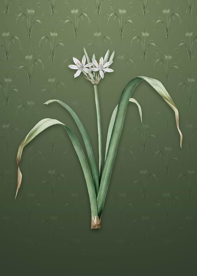 Small Flowered Pancratium