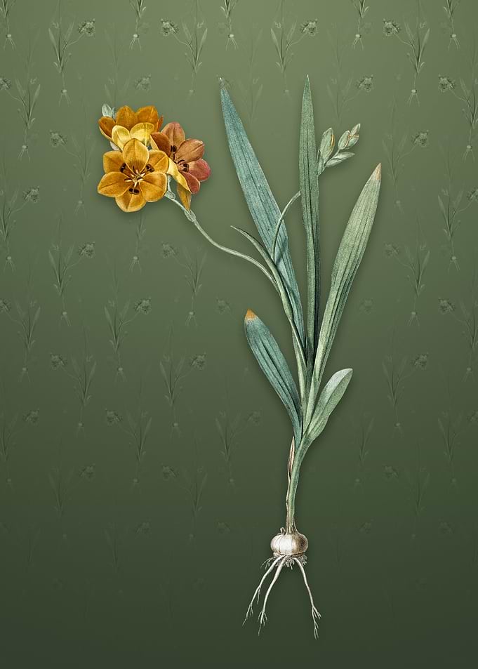 Vintage Ixia Miniata