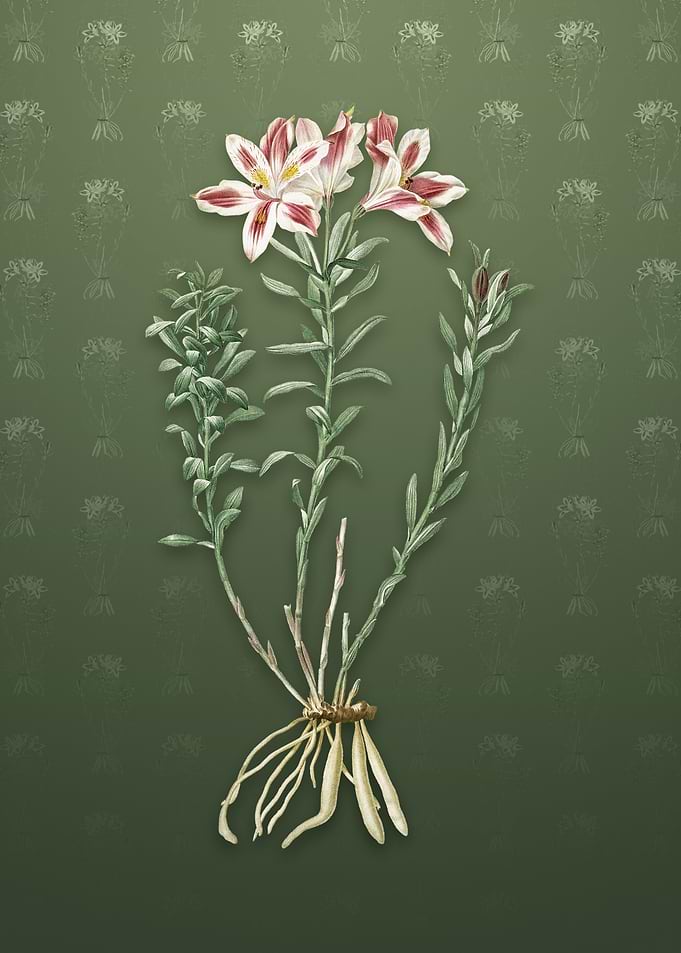 Vintage Lily of the Incas