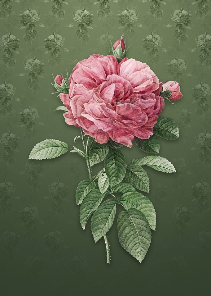 Vintage Giant French Rose