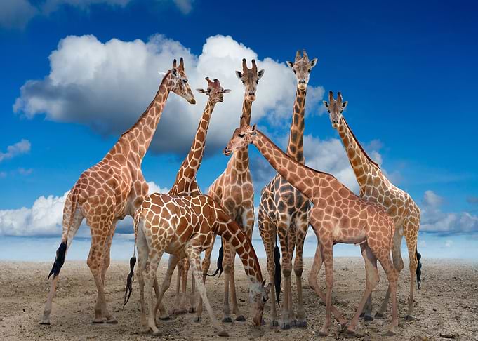 Giraffes Animal Cute