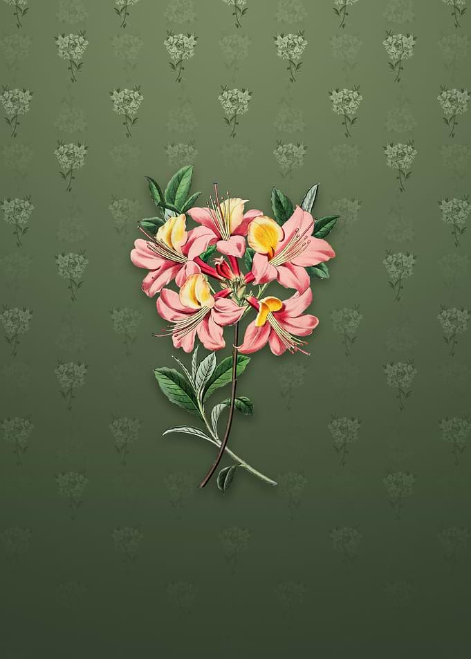 Changeable Pontic Azalea