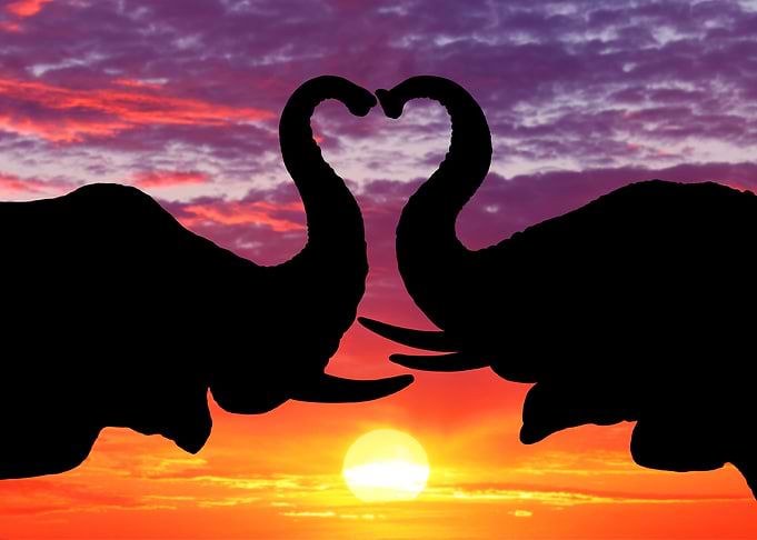 Elephants Animal Sunset