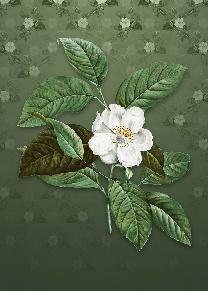 Vintage Stewartia Tree