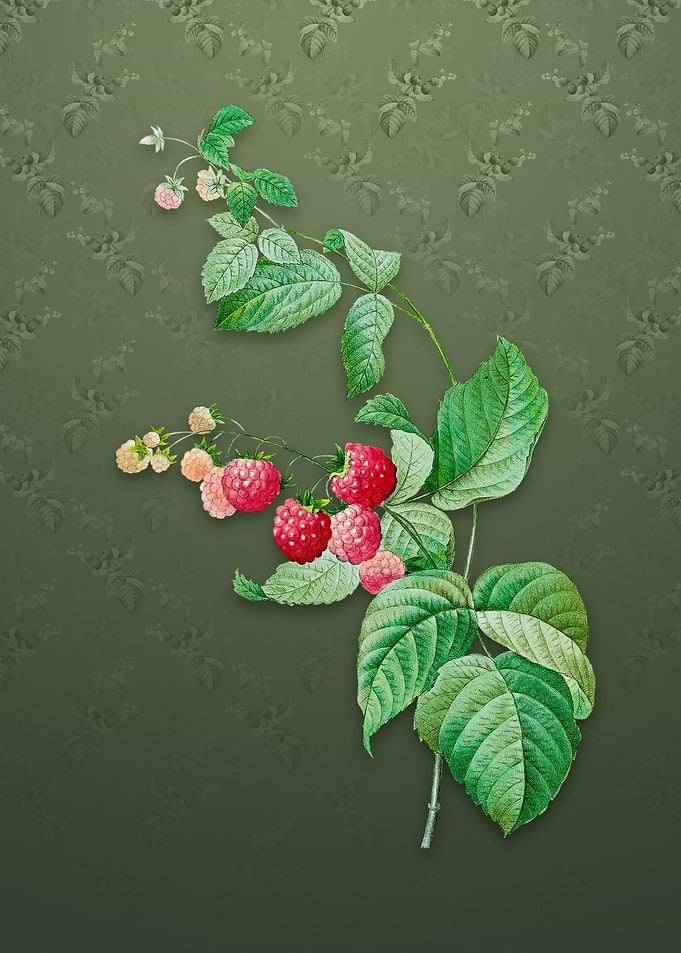 Vintage Red Berries