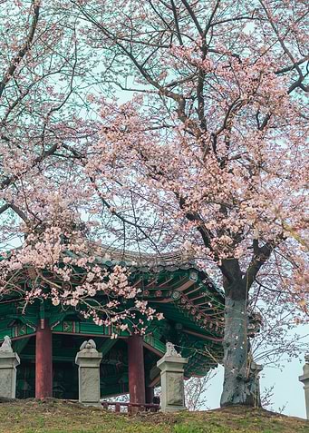 Cherry blossom in SeoulII