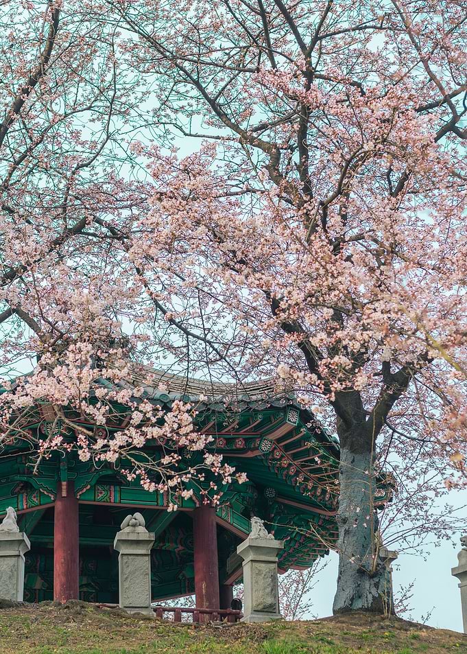 Cherry blossom in SeoulII
