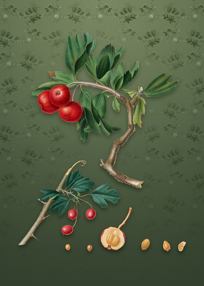 Vintage Red Thorn Apple