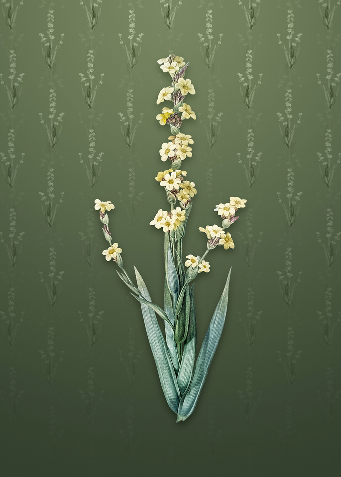 Pale Yellow Eyed Grass